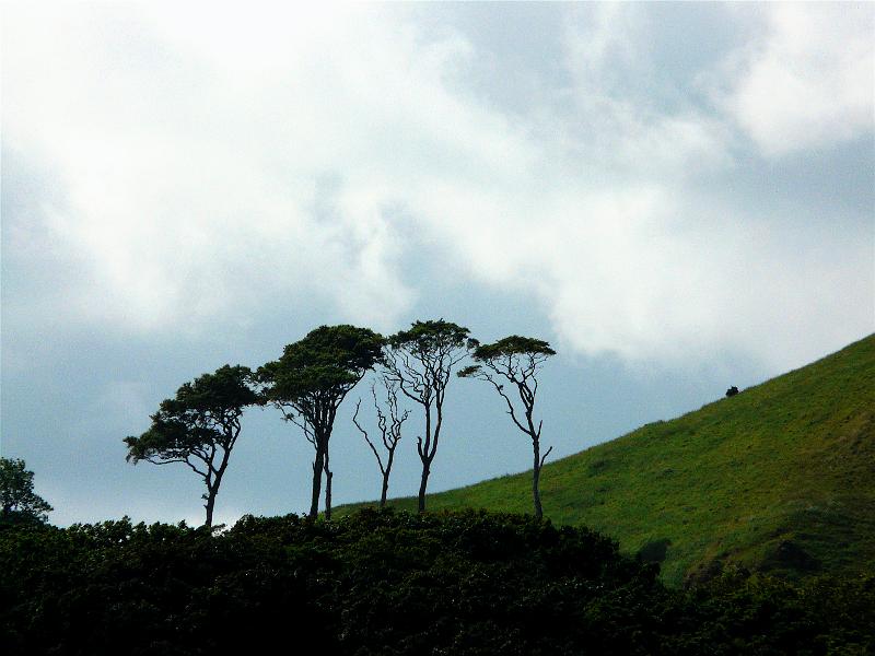 Lone trees.JPG